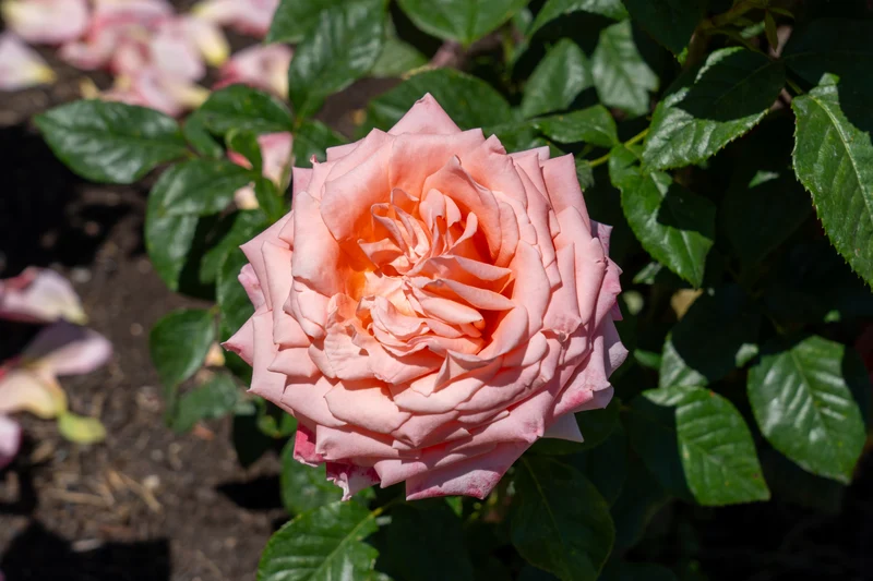 Rosier hybride de thé ‘Heavenly Scented’ ( Rosa ‘Heavenly Scented’)
