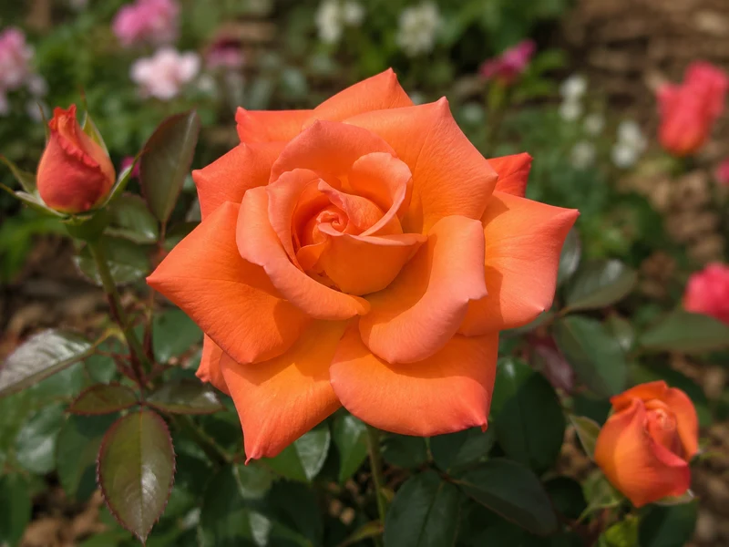 Rosier hybride de thé ‘Hallé’ ( Rosa ‘Hallé’)
