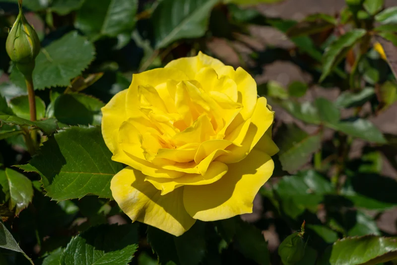 Rosier floribunda ‘Sunsprite’ ( Rosa ‘Sunsprite’)