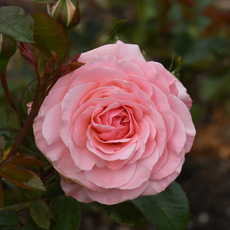Rosier floribunda ‘Sexy Rexy’ ( Rosa ‘Sexy Rexy’)
