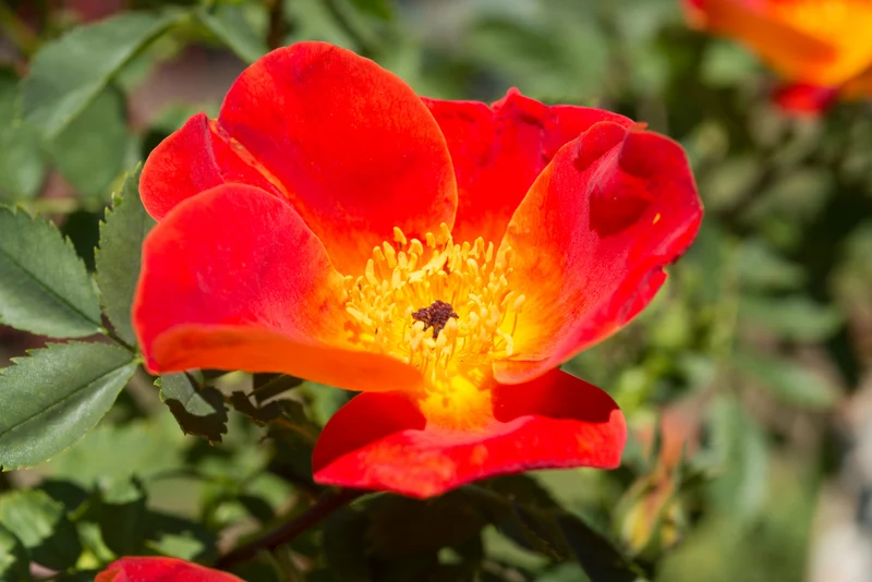 Rosier ancien ‘Austrian Copper’ ( Rosa ‘Austrian Copper’)