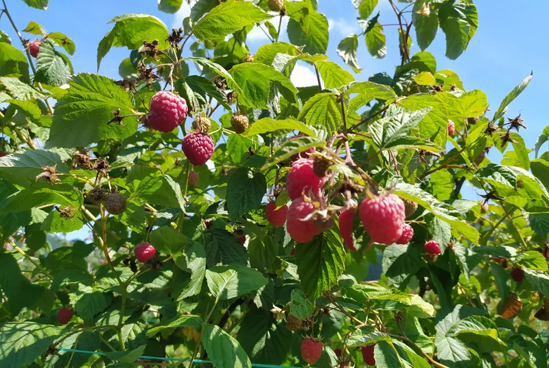 Framboisier ‘Willamette’ ( Rubus idaeus ‘Willamette’)
