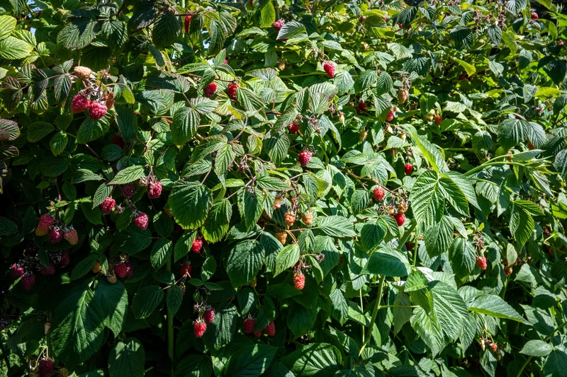 Framboisier ‘Tulameen’ ( Rubus idaeus ‘Tulameen’)