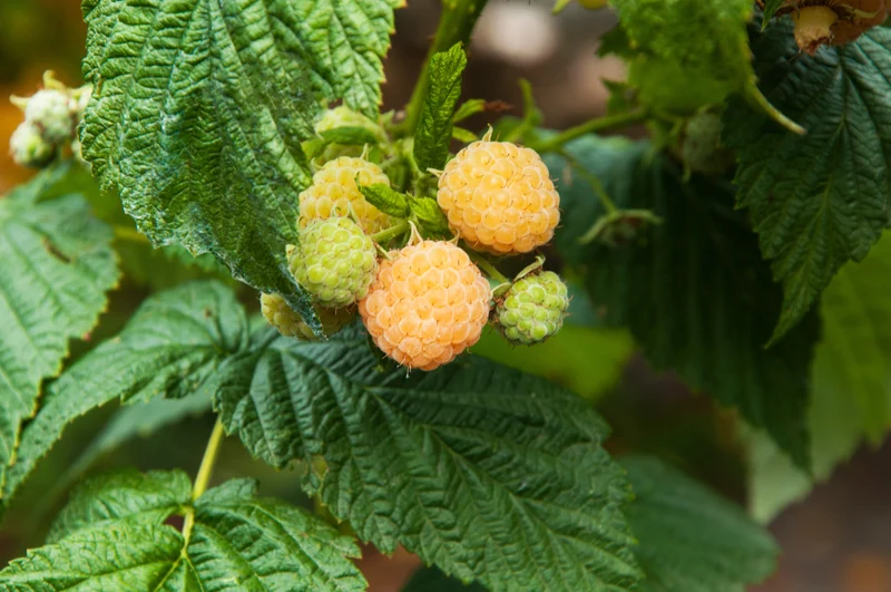 Framboisier jaune ‘Double Gold’ ( Rubus idaeus ‘Double Gold’)
