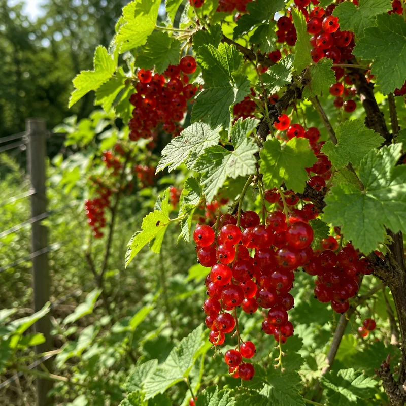 Gadellier rouge ‘Perfection’ ( Ribes rubrum ‘Perfection’)