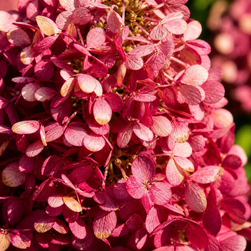 Hortensia paniculé ‘Lavender Bouncy’ ( Hydrangea paniculata ‘Lavender Bouncy’)