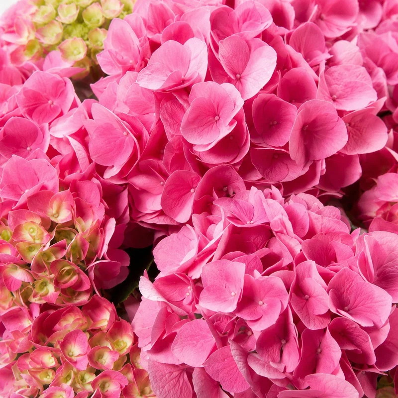 Hortensia ‘Serena Pink’ ( Hydrangea macrophylla ‘Serena Pink’)