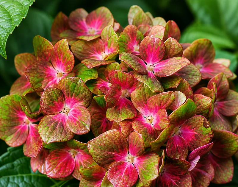 Hortensia ‘Pistachio’ ( Hydrangea macrophylla ‘Pistachio’)
