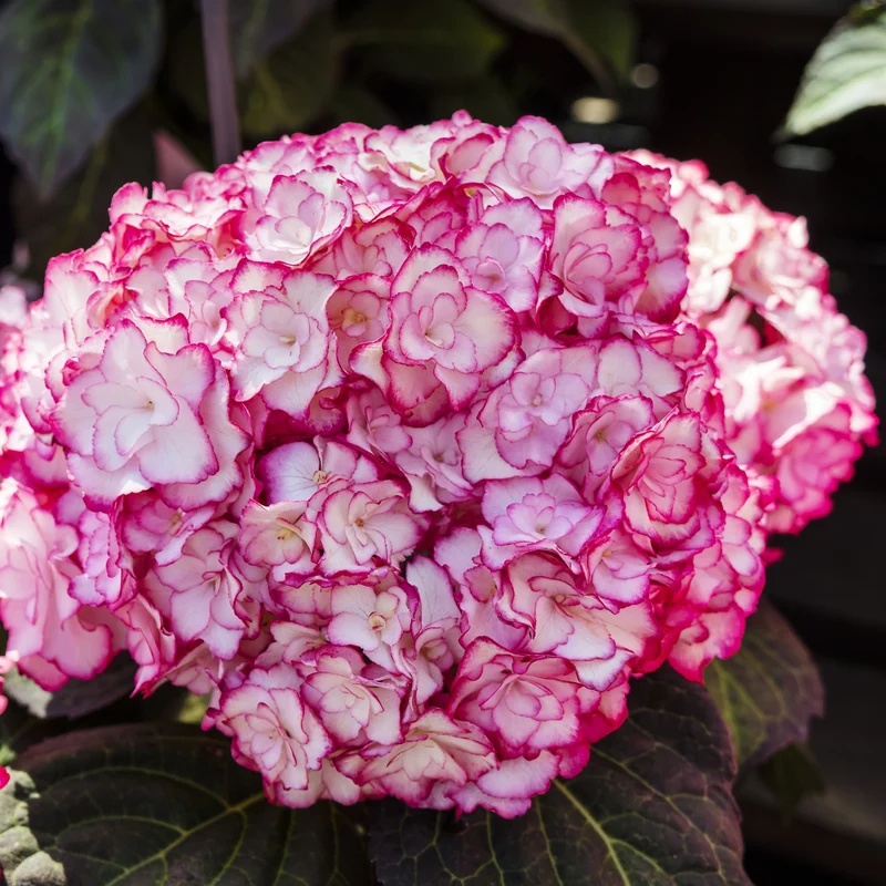 Hortensia ‘Miss Saori’ ( Hydrangea macrophylla ‘Miss Saori’)