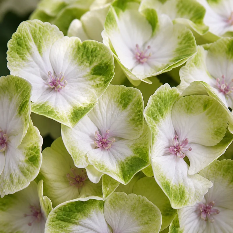Hortensia ‘Everlasting Noblesse’ ( Hydrangea macrophylla ‘Everlasting Noblesse’)