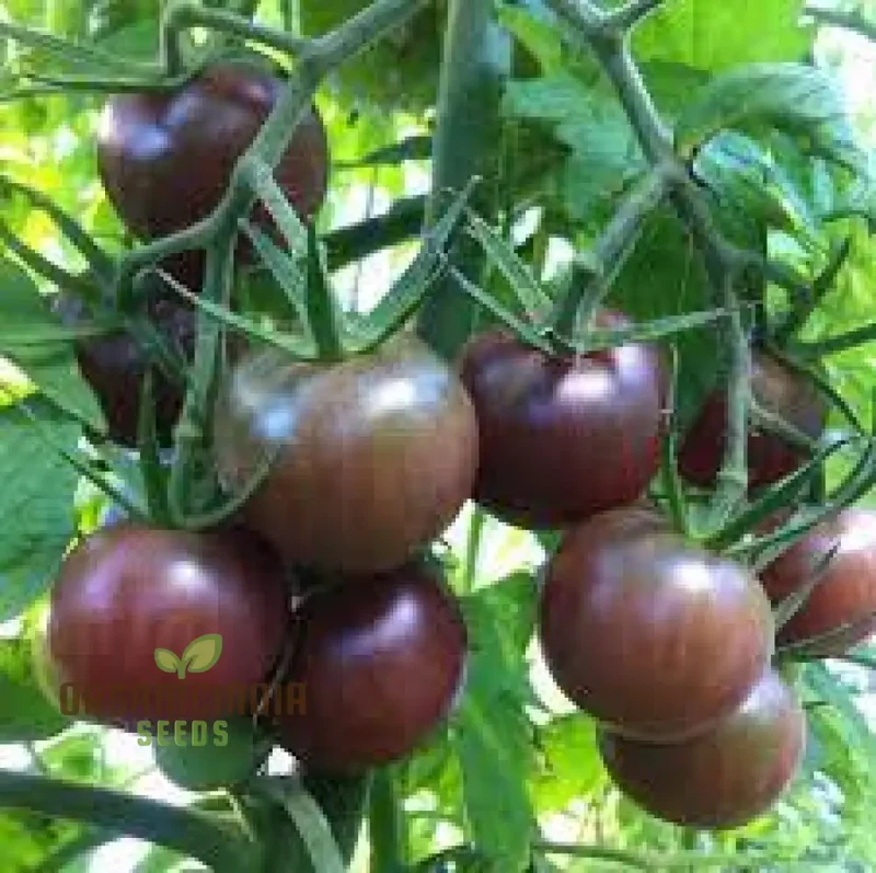 Tomato Seeds, Black Cherry Variety for Planting and Gardening