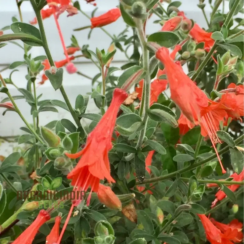 Zauschneria Californica Glasnevin Seeds - Vibrant Red Flowers for Your Garden"