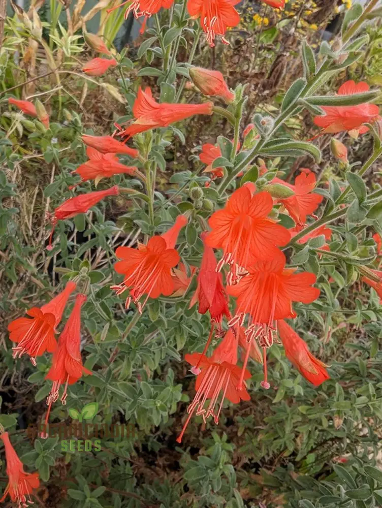 Zauschneria Californica Glasnevin Seeds - Vibrant Red Flowers for Your Garden"