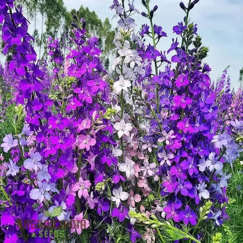 Delphinium Seeds (Consolida Giant Imperial Mix Seeds) - Tall Colorful Blooms for Vibrant Gardens