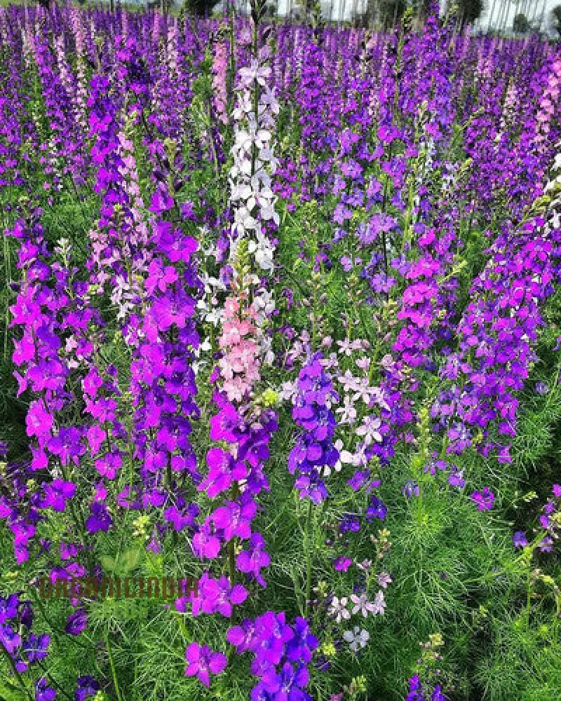 Delphinium Seeds (Consolida Giant Imperial Mix Seeds) - Tall Colorful Blooms for Vibrant Gardens