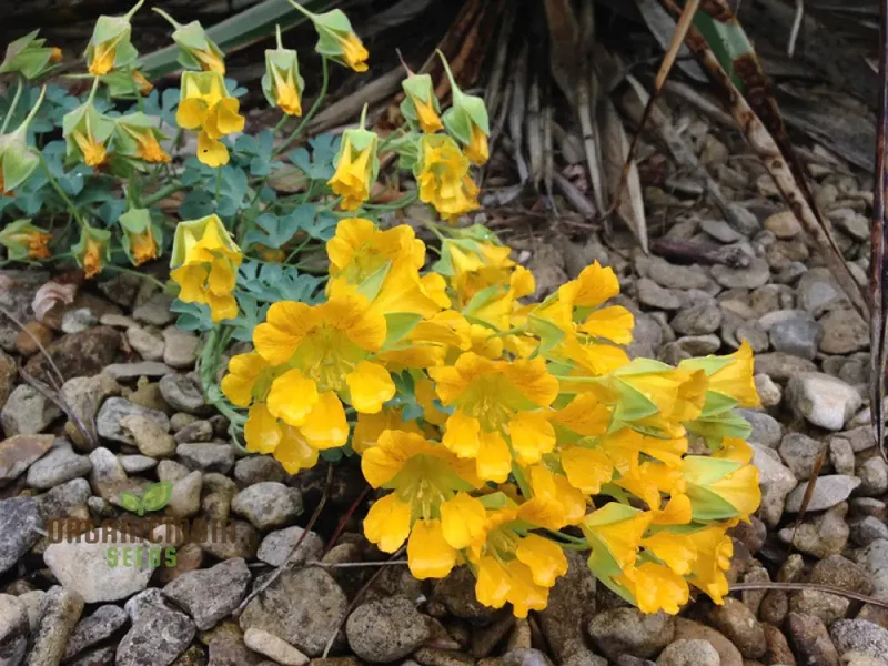 Tropaeolum Leptophyllum Flower Seeds For Planting, Unique and Exotic Climbing Blooms for Your Garden