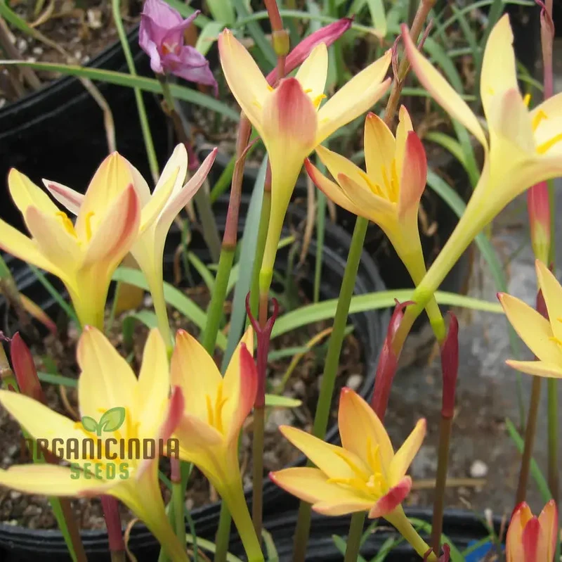 Zephyranthes Primulina Seeds - Exquisite Rain Lily for Your Garden Blooms