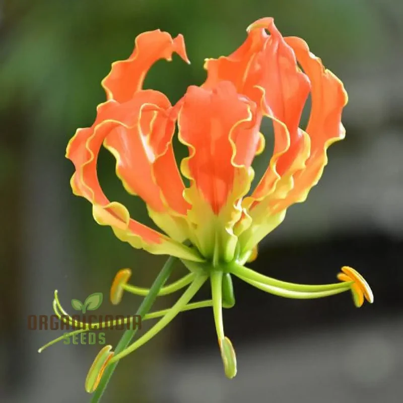 Gloriosa Seeds (Orange Glory Gloriosa Seeds) - Bright Exotic Climbing Blooms for Gardens
