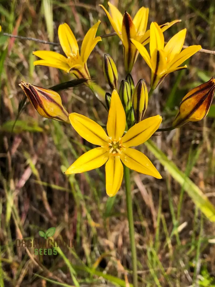 Triteleia Ixioides Flower Seeds For Planting, Grow Gorgeous Yellow and Cream Blooms for Your Garden