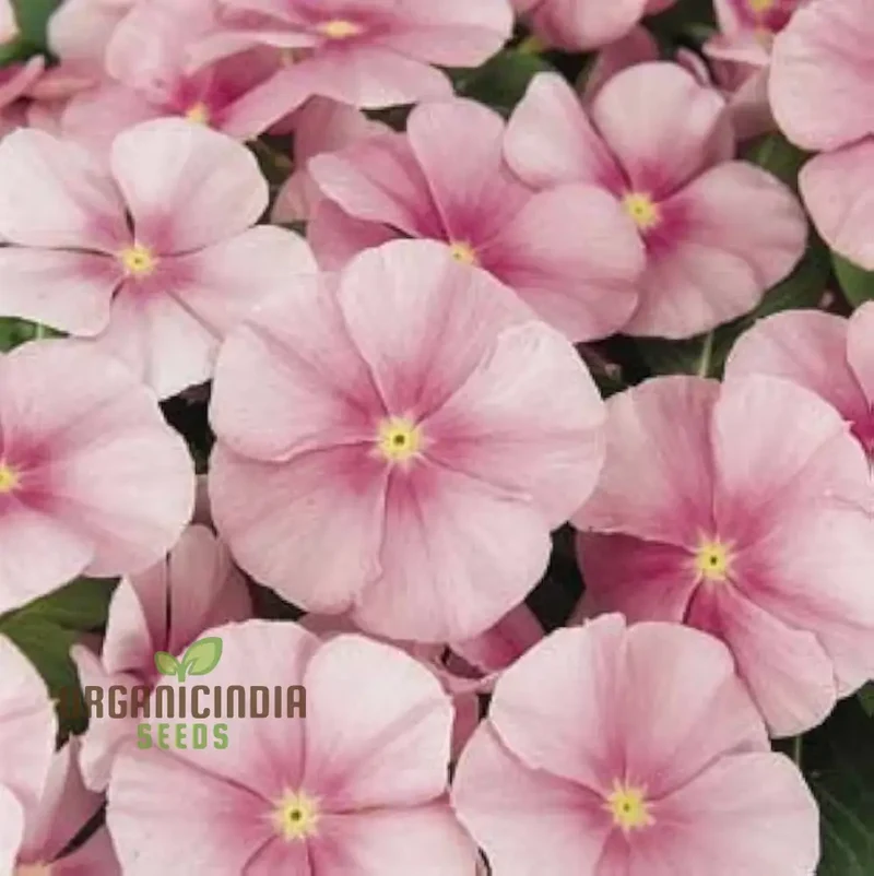 Vinca Pacifica XP Blush Flower Seeds, Premium Quality Hardy, Easy-to-Grow Annual Blooms for Stunning Garden