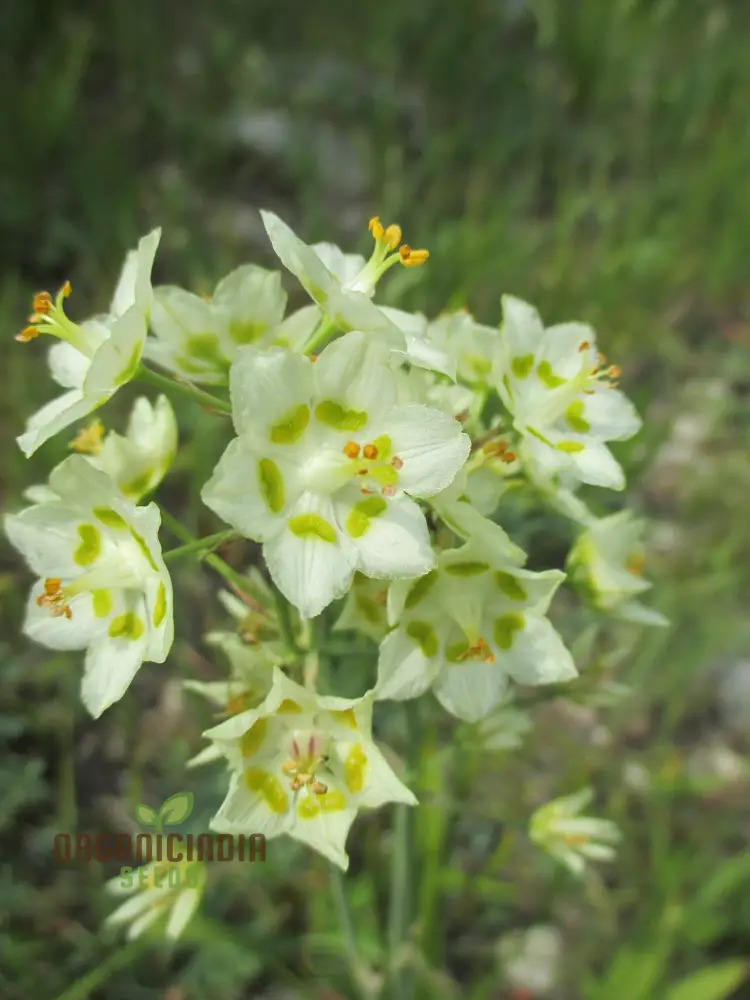 Zigadenus Elegans Seeds for Planting - Premium Quality, Easy to Grow, and Perfect for Your Garden