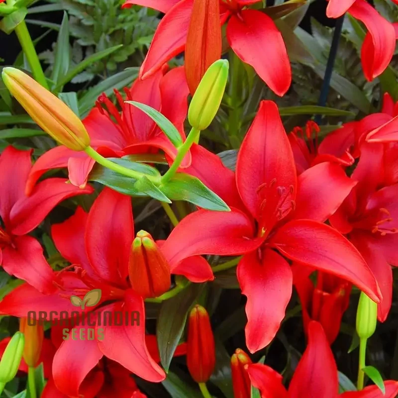 Lillium Asiatic Red Seeds for Planting - Ideal for Gardening Enthusiasts, Vibrant and Hardy Blooms for Your Garden