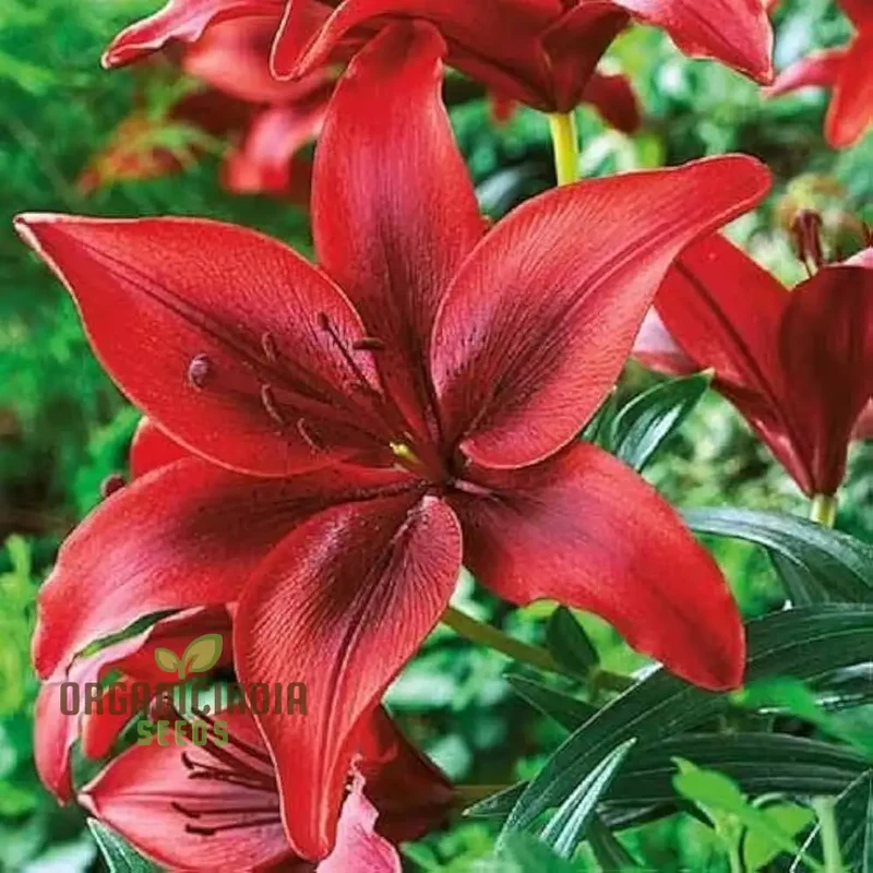 Lillium Asiatic Red Seeds for Planting - Ideal for Gardening Enthusiasts, Vibrant and Hardy Blooms for Your Garden