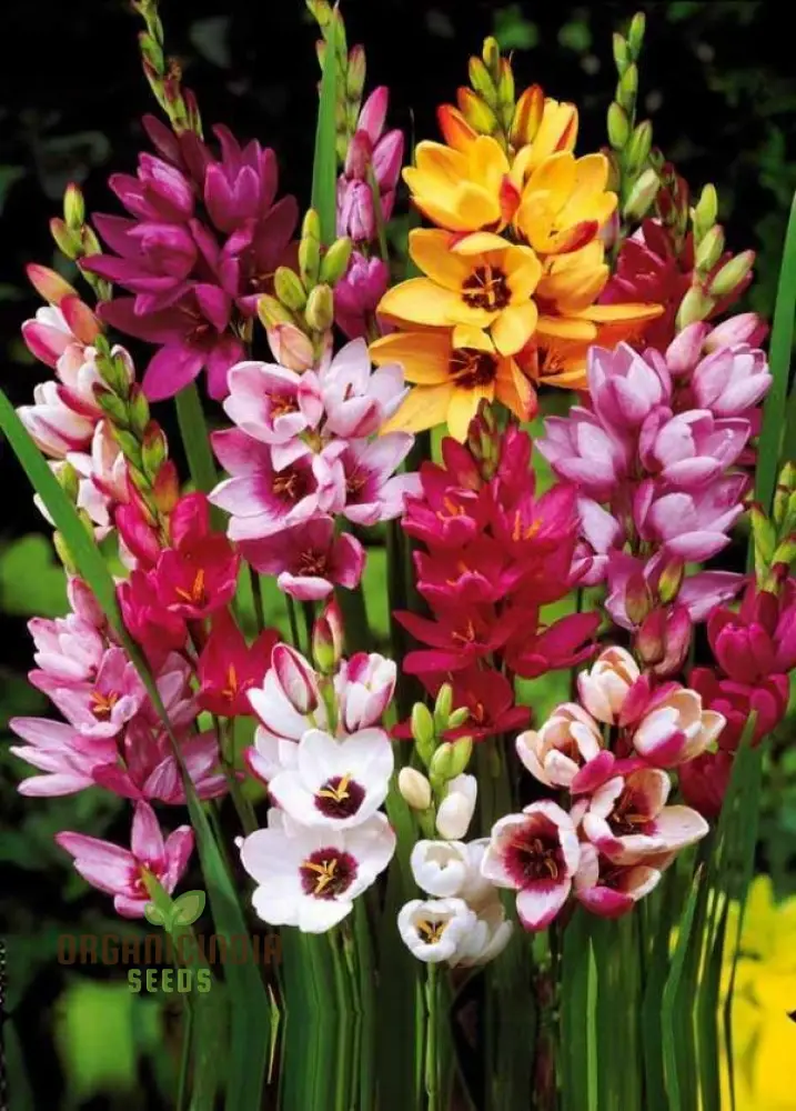 Ixia Flower Seeds For Planting, Vibrant Blooms for Beautiful Garden Displays