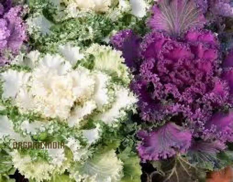 NM - Ornamental Kale Fringed Leaves Mix Seeds for Gardening Enthusiasts | Vibrant Colors & Unique Foliage for Stunning Garden