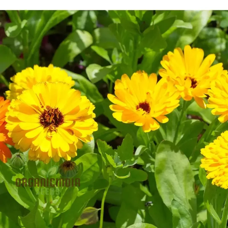 Calendula officinalis Fiesta Gitana Mix Seeds for Gardening Enthusiasts | Colorful Flower Seeds for Vibrant Garden Blooms