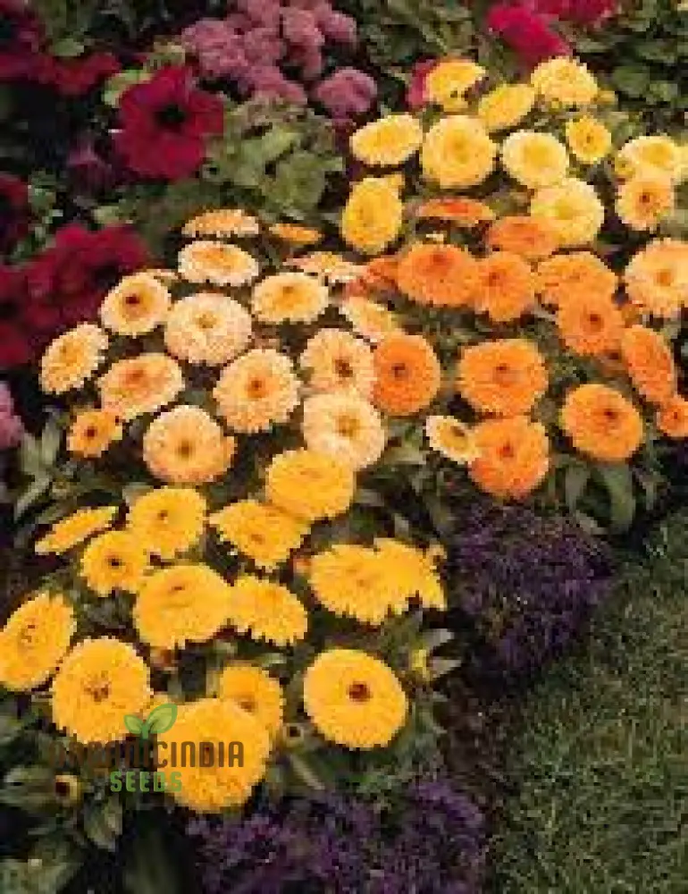 Calendula officinalis Fiesta Gitana Mix Seeds for Gardening Enthusiasts | Colorful Flower Seeds for Vibrant Garden Blooms
