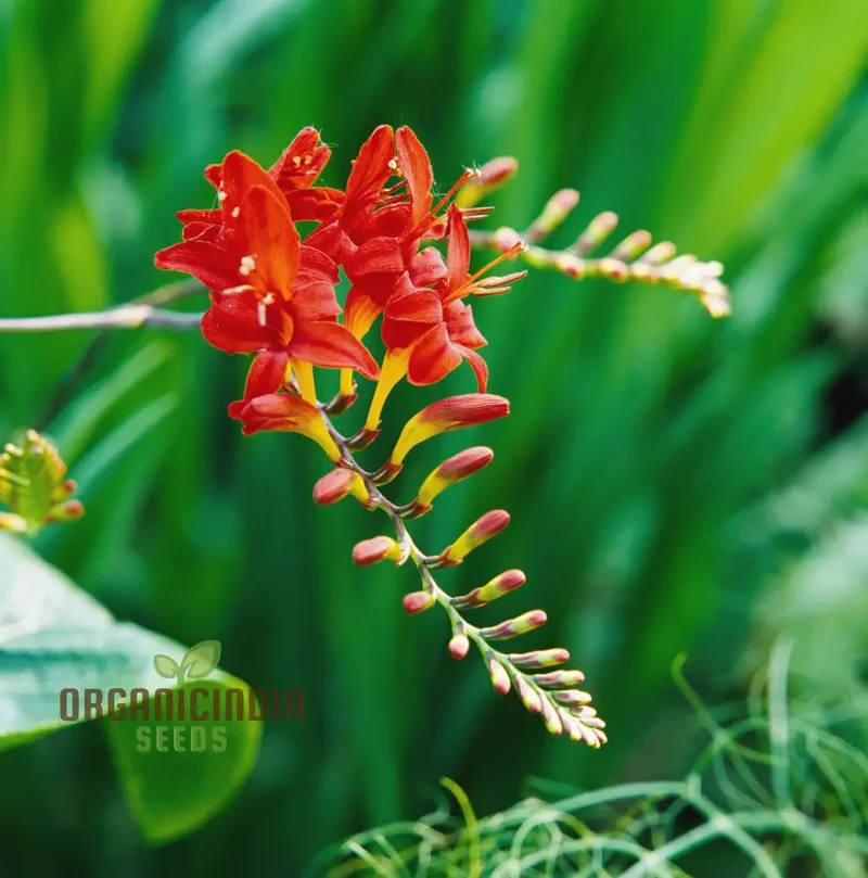 Crocosmia Montbretia Flower Seeds For Planting, Vibrant Orange and Red Blooms for Your Garden