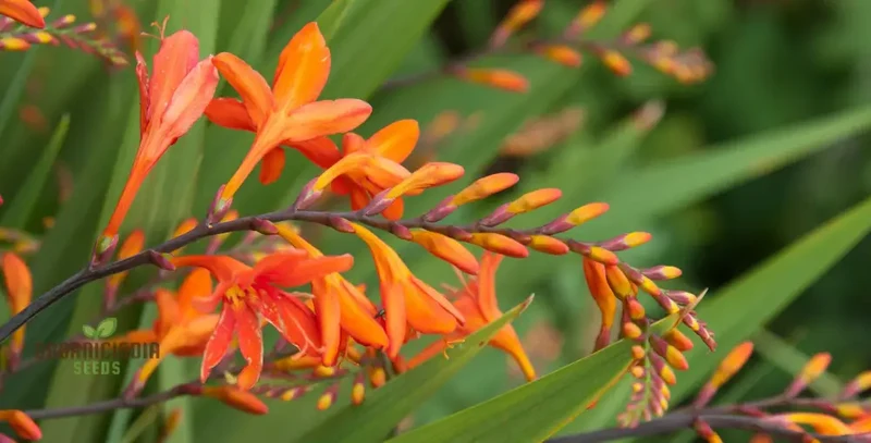 Crocosmia Montbretia Flower Seeds For Planting, Vibrant Orange and Red Blooms for Your Garden