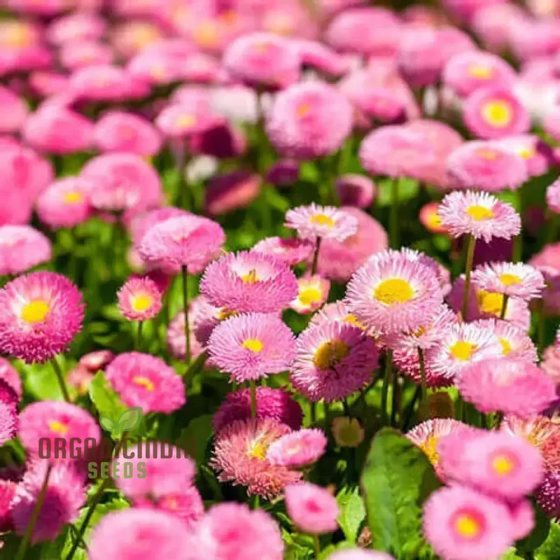 Daisy Double Monstrosa Rose/Pink Seeds (Bellis perennis) - Perfect for Gardening Enthusiasts