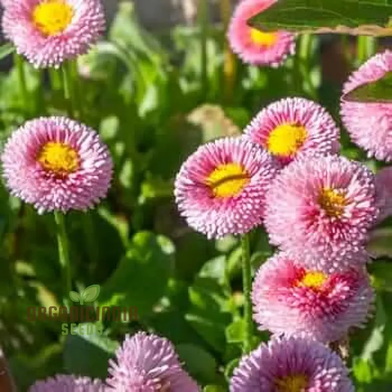 Daisy Double Monstrosa Rose/Pink Seeds (Bellis perennis) - Perfect for Gardening Enthusiasts