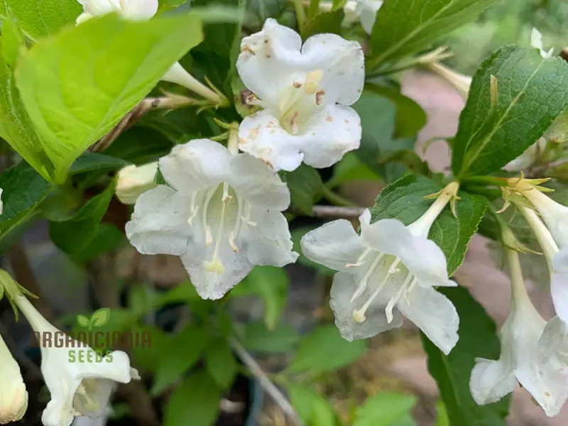 Weigela Florida 'Snowflake' Seeds - Hardy Planting Instructions Included for Your Garden