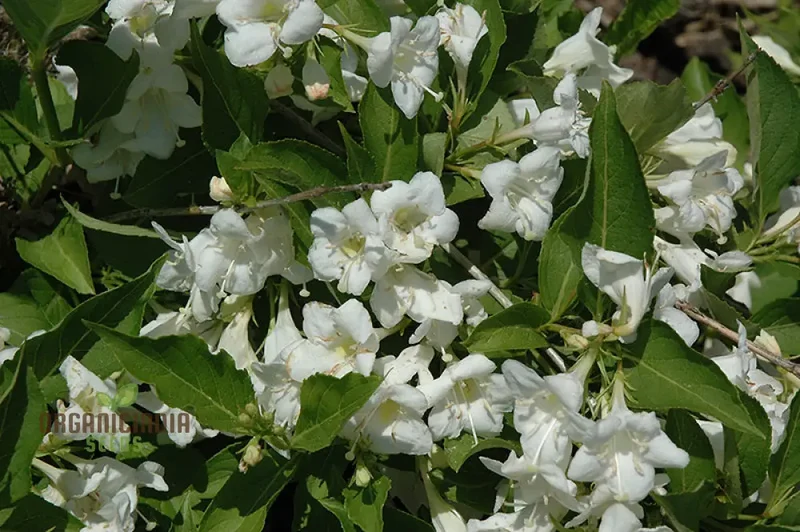 Weigela Florida 'Snowflake' Seeds - Hardy Planting Instructions Included for Your Garden