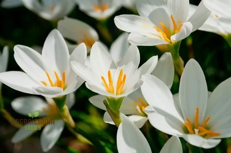 Zephyranthes White Flower Seeds For Planting, Elegant White Rain Lilies for Your Garden