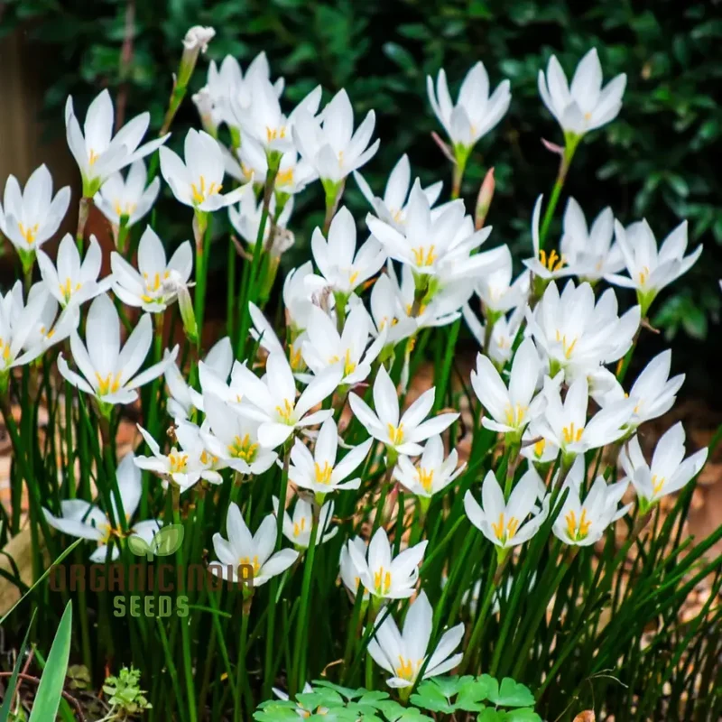 Zephyranthes White Flower Seeds For Planting, Elegant White Rain Lilies for Your Garden