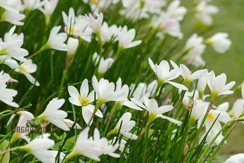 Zephyranthes White Flower Seeds For Planting, Elegant White Rain Lilies for Your Garden
