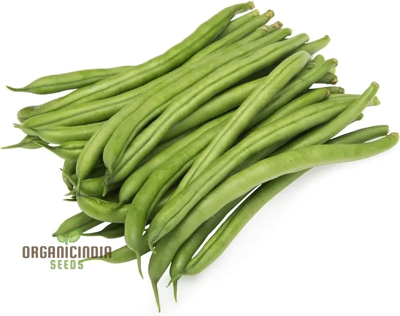 Beans Seeds for Home Gardening - High-Yield, Non-GMO, Easy-to-Grow Variety Pack - Perfect for Organic Gardening Enthusiasts