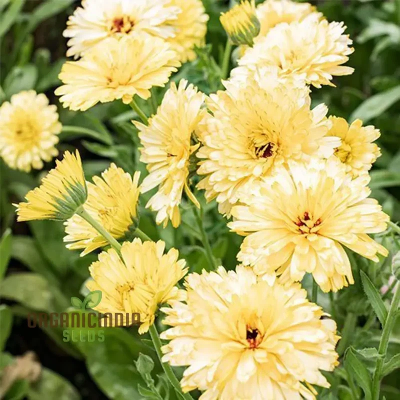 NM-Calendula officinalis Fiesta Gitana Creamy White Seeds for Gardening | Organic Flower Seeds