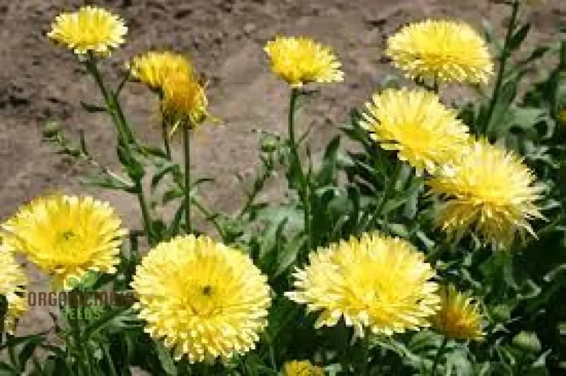 NM-Calendula officinalis Fiesta Gitana Creamy White Seeds for Gardening | Organic Flower Seeds