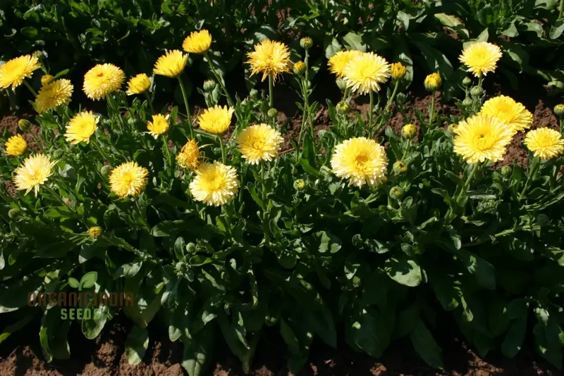 NM-Calendula officinalis Fiesta Gitana Creamy White Seeds for Gardening | Organic Flower Seeds