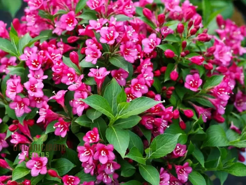 Weigela Florida Seeds for Planting, Hardy Shrub with Vibrant Blooms