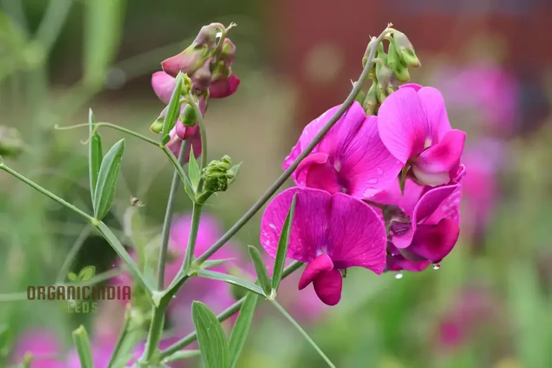 Sweet Peas (Lathyrus odoratus) Flower Seeds For Planting, Grow a Beautiful Garden of Fragrant, Colorful Blooms