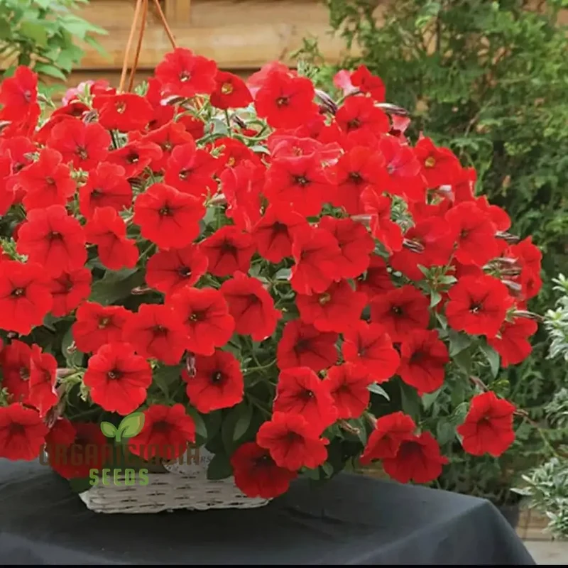 Petunia Supercascade Red Seeds for Gardening Enthusiasts | Vibrant Flowers for Hanging Baskets and Garden Borders