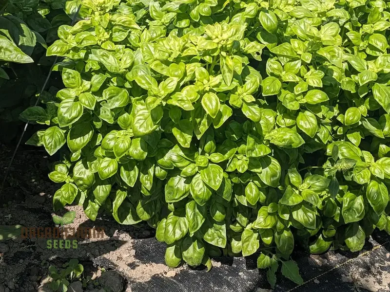 Basil Everleaf Emerald Towers Seeds for Planting, Premium, Long-Lasting Basil Variety Seeds, Perfect for Indoor & Outdoor Gardens