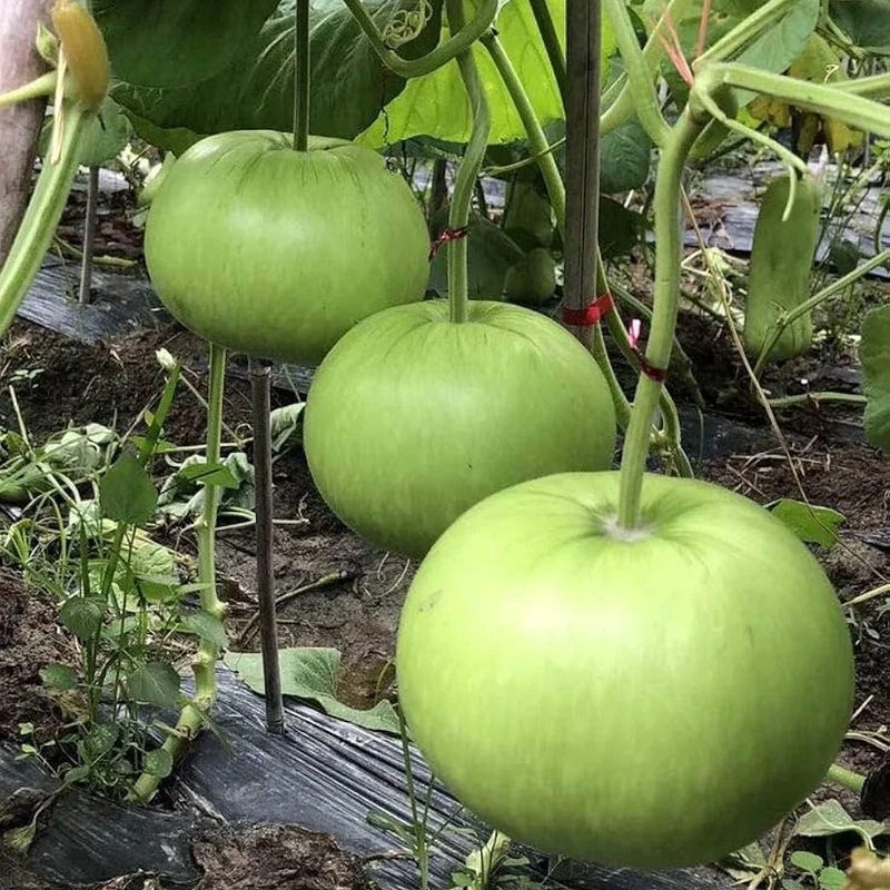 Bottle Gourd Round Seeds - Premium Quality for Planting and Gardening