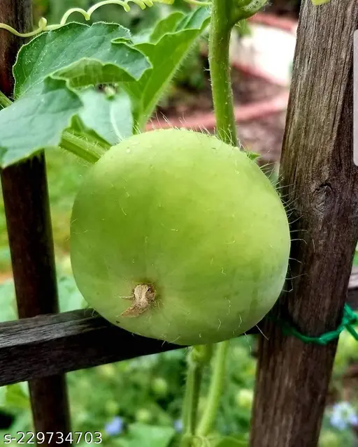 Bottle Gourd Round Seeds - Premium Quality for Planting and Gardening